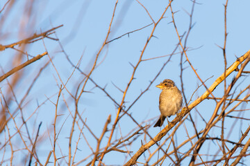 Young Red-backed shrike or Lanius collurio sitting on a branch