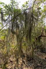 Abundancia de plantas de verano cubiertas de heno en área de manglares durante el día