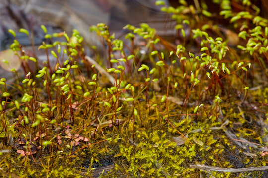 Green capsules of brachythecium moss at West Hartford Reservoir.