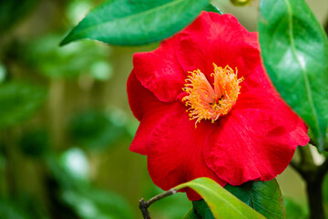 Camellia Japonica blooming in Dresden Pillnitz in March