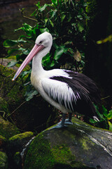 pelican on a rock