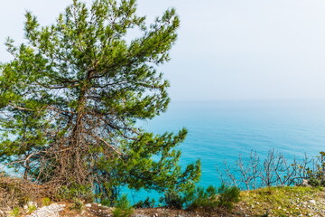 Trees in the background of a seascape  on the Antalya Mediterranean coast near  Beldibi, Turkey