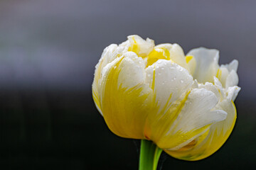 Yellow flower of tulip in the garden. Growing bulbous flowers in the garden.