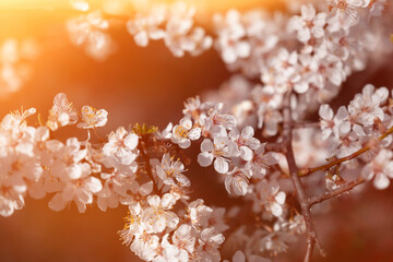 Beautiful branch with white flowers of a cherry tree in spring in the sun.