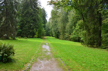 Fototapeta na wymiar Sandy path in the coniferous forest