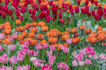 Field of beautiful tulips of different colors in the spring garden. Tulips in the spring bloom beautifully.