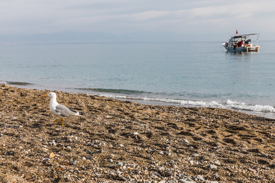 seagull walking along the hotel beach near  Beldibi, Turkey