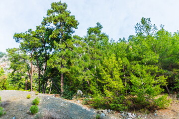 Fototapeta na wymiar forested mountain on the Mediterranean coast in Antalya near Beldibi, Turkey
