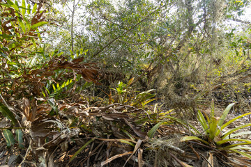 Abundancia de plantas de verano cubiertas de heno en área de manglares durante el día