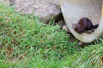 American mink at the edge of a pipe in a wetland. Neovison vison.