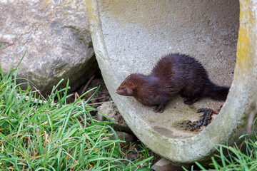 Neovison vison. American mink and its droppings at the edge of a wetland pipe.