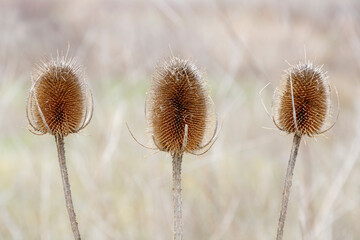 Dipsacus fullonum. Detail of the spiny and conical heads of the carders thistle. Wild teasel.