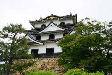 Hikone Castle with Blue Sky in Hikone City of Shiga Prefecture, Japan - 日本 滋賀県 彦根城 青空	