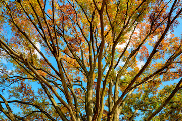 Fototapeta premium 大樹 秋