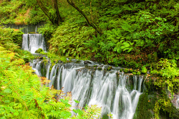 渓流　mountain stream
