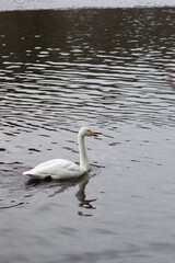 Obraz premium 厳しい寒さを避けて越冬で飛来地へと渡ってきた、美しい白い羽毛のオオハクチョウ