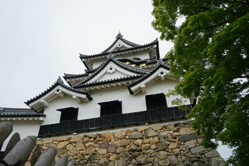 Hikone Castle with Blue Sky in Hikone City of Shiga Prefecture, Japan - 日本 滋賀県 彦根城 青空	