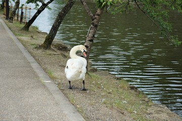 White Swan along with the Hikone Castle Moat in Okayama prefecture, Japan - 日本 滋賀県...