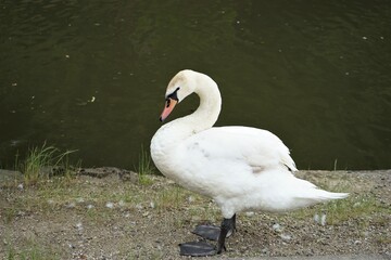 White Swan along with the Hikone Castle Moat in Okayama prefecture, Japan - 日本 滋賀県...