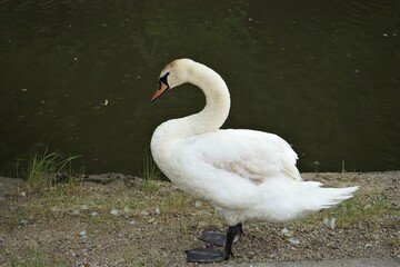 White Swan along with the Hikone Castle Moat in Okayama prefecture, Japan - 日本 滋賀県 彦根城 お堀の白鳥