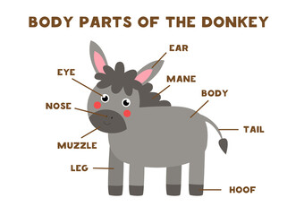 Obraz na płótnie Canvas Body parts of the donkey. Scheme for children.