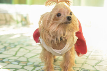 Brown puppy wearing red coat