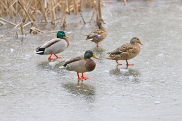 Two couples mallard ducks walk on ice in a lake