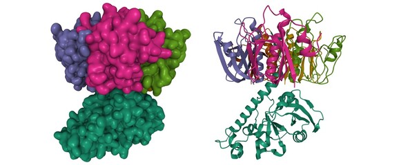 Structure of cholera holotoxin, crystal form 1, 3D cartoon and Gaussian surface models, white background