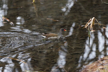 A common moorhen (Gallinula chloropus ) or waterhen, swamp chicken in water