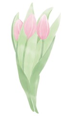 bouquet of three pink tulips, civic watercolor