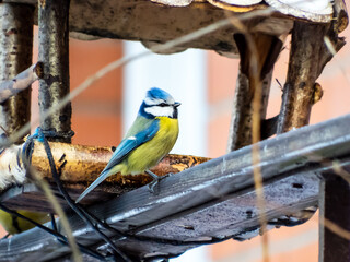 Eurasian Blue Tit (Cyanistes caeruleus) visiting bird feeder house made from wood