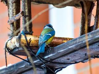 Eurasian Blue Tit (Cyanistes caeruleus) visiting bird feeder house made from wood