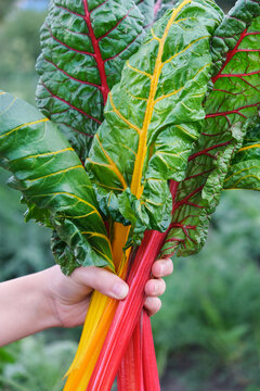 Gardener holding organic mangold