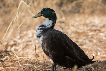 Obraz premium Mallard - wild duck (Anas platyrhynchos) standing 