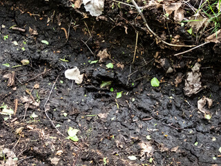 Footprint of a the European badger in very deep and wet mud in the ground © KristineRada
