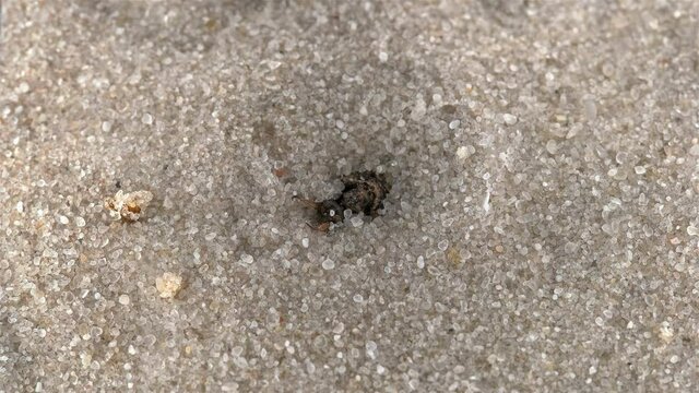 Insect larva Myrmeleon formicarius or common antlion, family Myrmeleontidae, order Neuroptera. Predator, buries itself in the sand, making a funnel and waits for prey