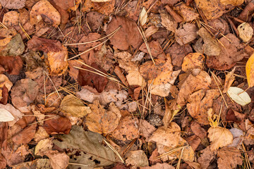 fall brown leaves and pine needles season background, autumn nature texture of a ground, fallen leaf backdrop