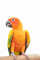 Sun conure parrot in white background