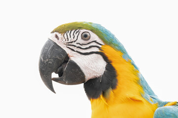 A macaw parrot on white background