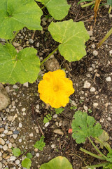 The flowers of a butternut squash plant growing in Friuli-Venezia Giulia, north east Italy
