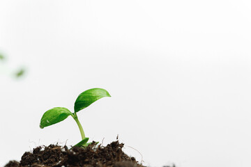Small sprout of a growing plant in soil close up