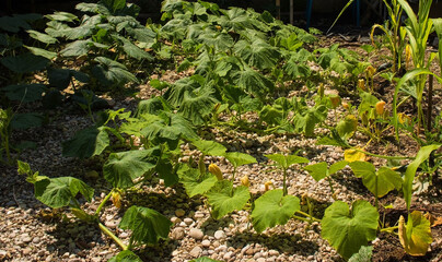 A mixture of butternut squash and Marina di Chioggia pumpkins growing in Friuli-Venezia Giulia, noth east Italy. Some corn and courgette plants can be seen on the right
