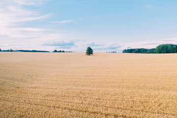 Gold Wheat field panorama with tree , rural countryside