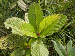 Kratom plants (Mitragyna speciosa) grows wild in tropical nature Borneo