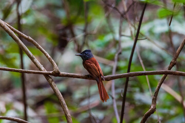 A female bird of paradise perched on a branch