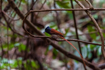 Asian Paradise Flycatcher Male perched on a branch