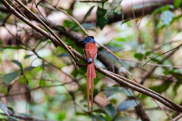 Asian Paradise Flycatcher Male perched on a branch