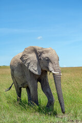 Naklejka na ściany i meble Elephants on a hot sunny day at masai mara game reserve, kenya