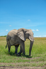 Fototapeta na wymiar Elephants on a hot sunny day at masai mara game reserve, kenya