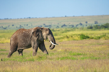 Fototapeta premium Elephants on a hot sunny day at masai mara game reserve, kenya